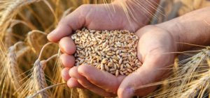 Lee más sobre el artículo Molienda de trigo de la Región del Bío Bío aumentó 21% en abril